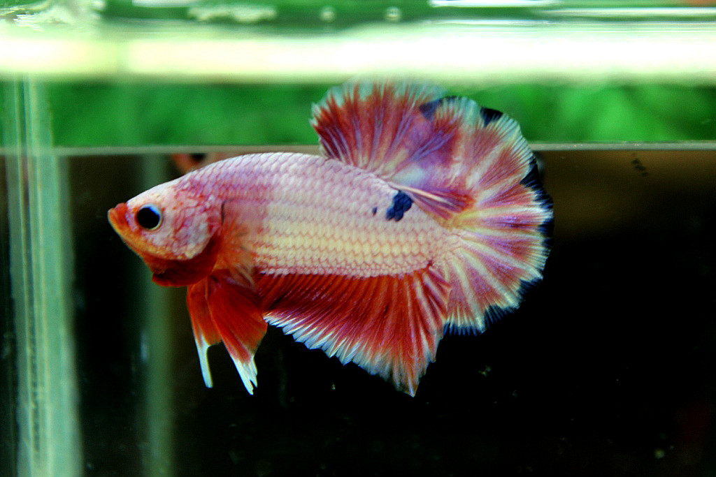 คัดเกรดปลากัดครีบสั้น-Halfmoon Plakat Pink Marble Dragon Hi - Quality Grade