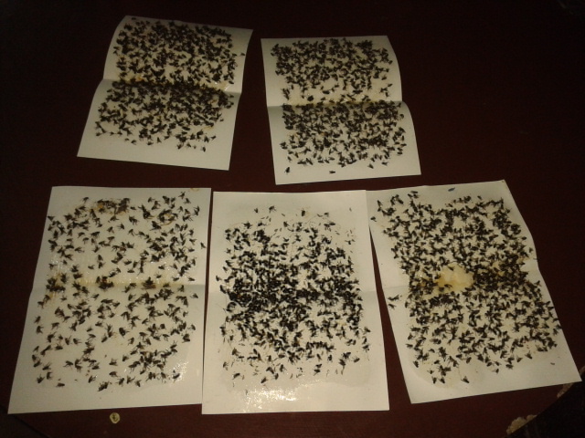 กาวเหนียวดักแมลง (ชนิดแผ่น ) 100 แผ่น