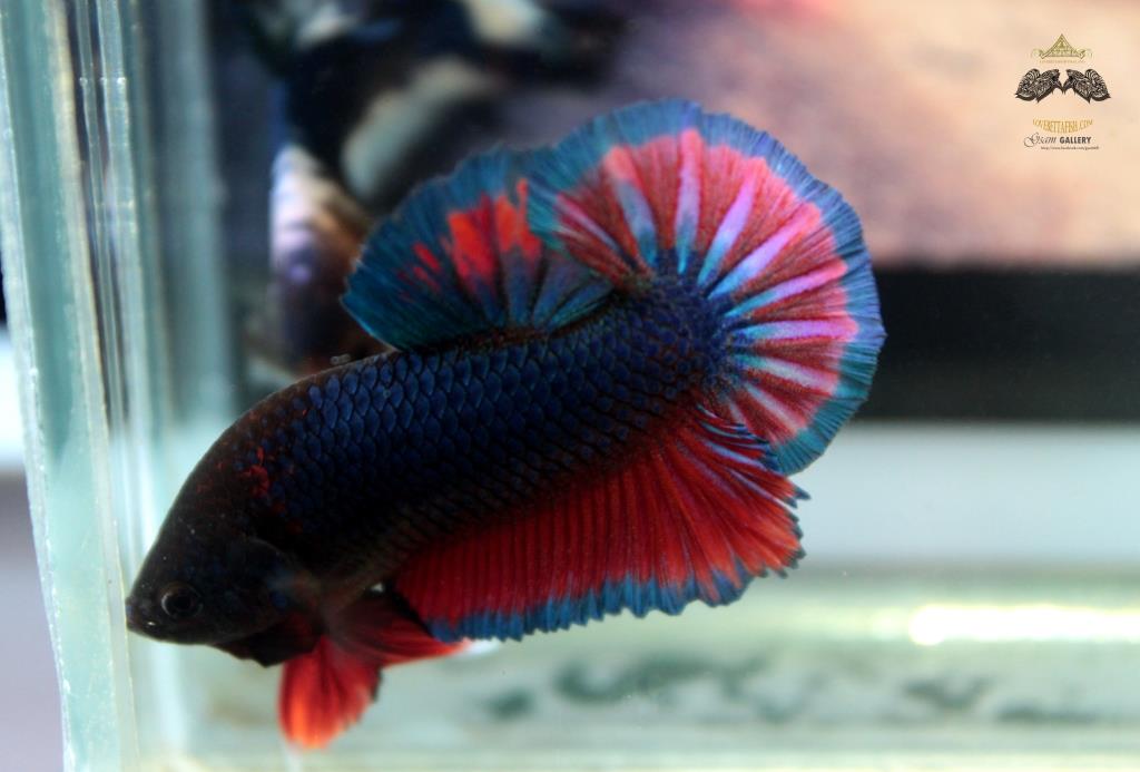 ปลากัดคัดเกรดครีบสั้น - Halfmoon Plakad Over Tails PinkBlue Premium Quality Grade AAA+