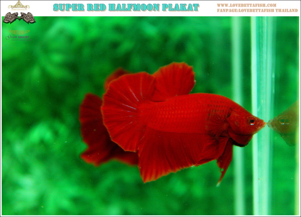 (ขายแล้วครับ)"คัดเกรดประกวด"ปลากัดครีบสั้น-Over Halfmoon Plakats Super Red Quality Grade