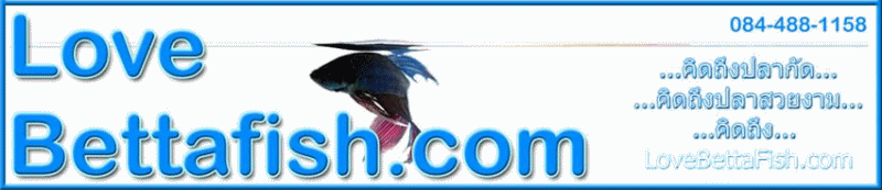 LOVEBETTAFISH