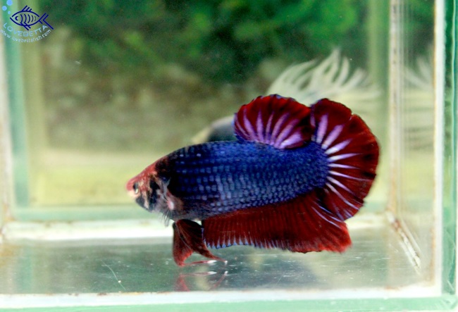 (ขายแล้วครับ)ปลากัดยักษ์ครีบสั้น-Giant Fancy