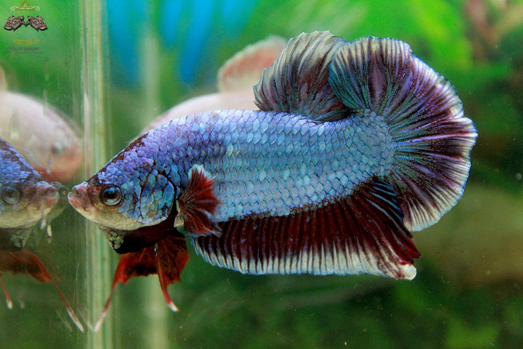 (ขายแล้วครับ)"คัดเกรด"ปลากัดยักษ์ครีบสั้น-Giant Halfmoon Plakats Fancy Salamander