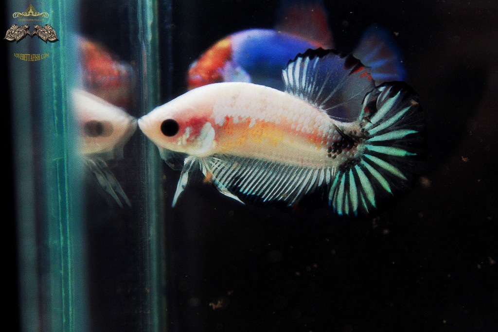 (ขายแล้วครับ)"คัดเกรด"ปลากัดครีบสั้น-Halfmoon Plakats Fancy Koi
