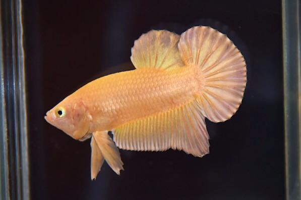 ปลากัดคัดเกรดครีบสั้น - Halfmoon Plakad Super Gold Premium Quality Grade 1.