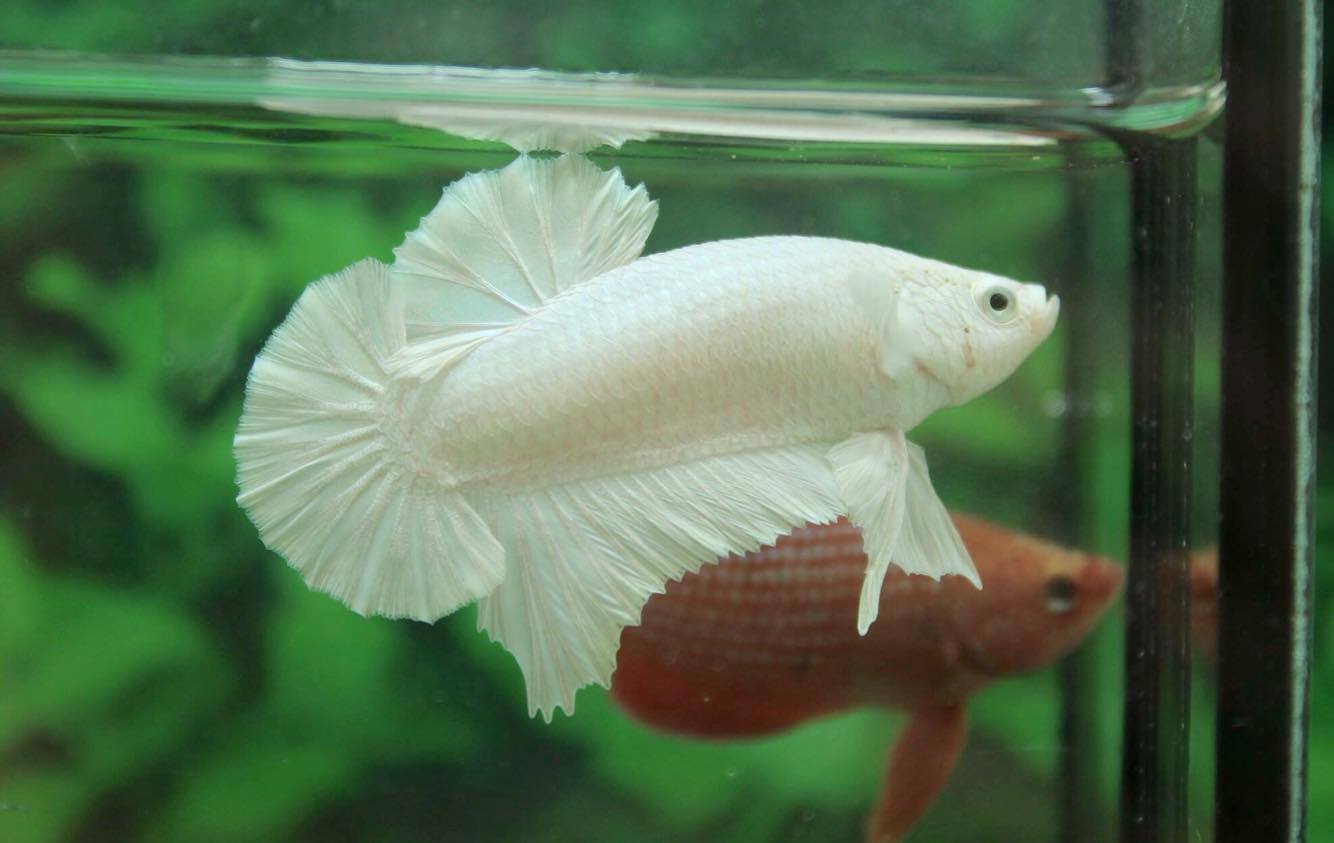 คัดเกรดปลากัดครีบสั้น-Halfmoon Plakad Quality Grade White Platinum