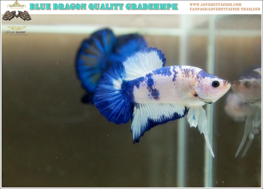 (ขายแล้วครับ)"คัดเกรด"ปลากัดครีบสั้น-Halfmoon Plakats Blue Dragon