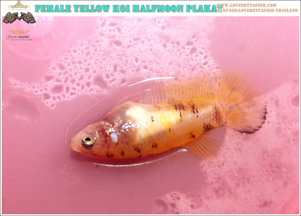 (ขายแล้วครับ)ปล่อยแม่พันธุ์"คัดเกรด"ปลากัดครีบสั้นเพศเมีย-Female Halfmoon Plakats Yellow Koi