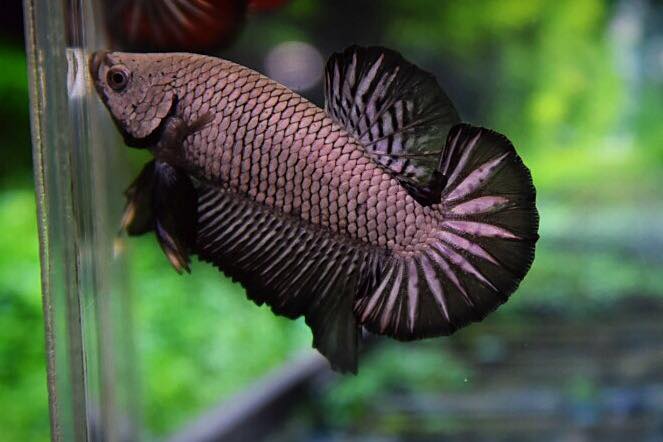 ปลากัดคัดเกรดครีบสั้น - Halfmoon Plakad Black Dragon Premium Quality Grade