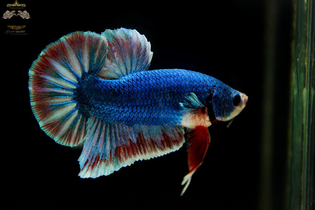 (ขายแล้วครับ)ตอนรับปีใหม่"คัดเกรด"ปลากัดครีบสั้น-Halfmoon Plakats Fancy Thailand
