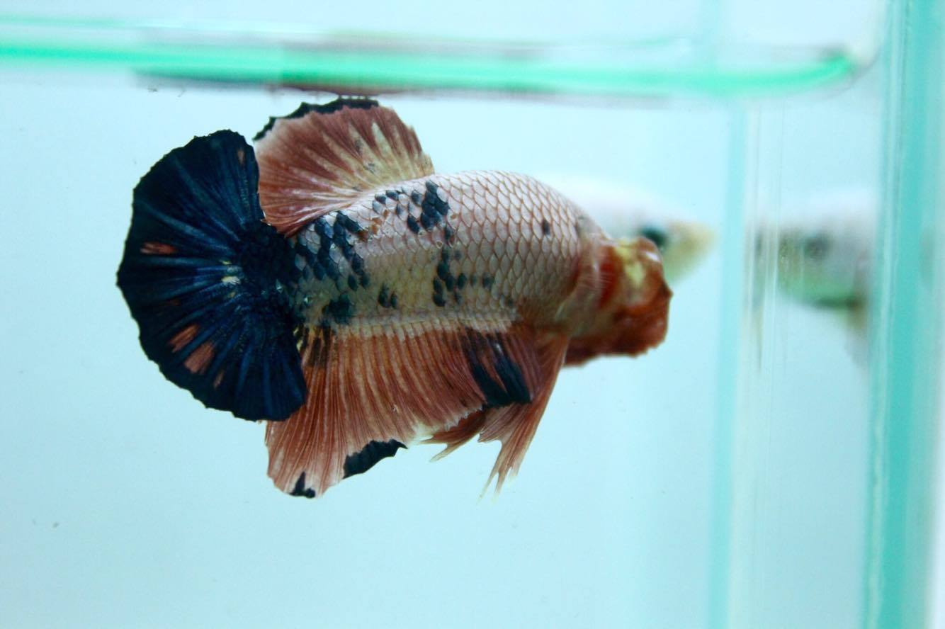 ปลากัดคัดเกรดครีบสั้น - Halfmoon Plakad Fancy Dragon Quality Grade