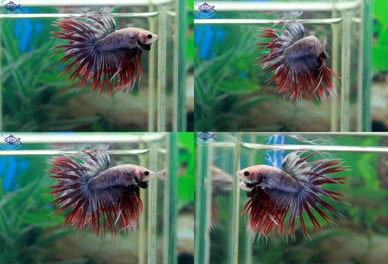 (ขายแล้วครับ)ตอนรับเทศกาล สงกรานต์ Crowntails Fancy