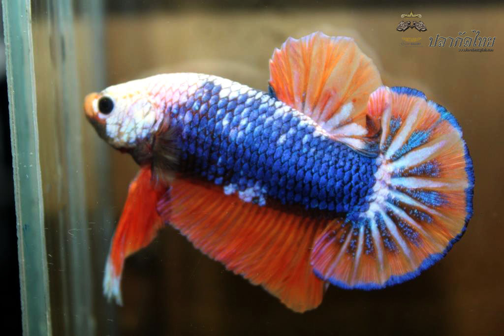 ปลาใหญ่ขนาดเกือบ 1.8-1.9 นิ้ว ปลากัดคัดเกรดครีบ - Halfmoon Plakad Fancy Orange Monster Premium Quality Grade