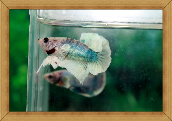 ปลากัดครีบยาว-Fancy Halfmoon Plakats