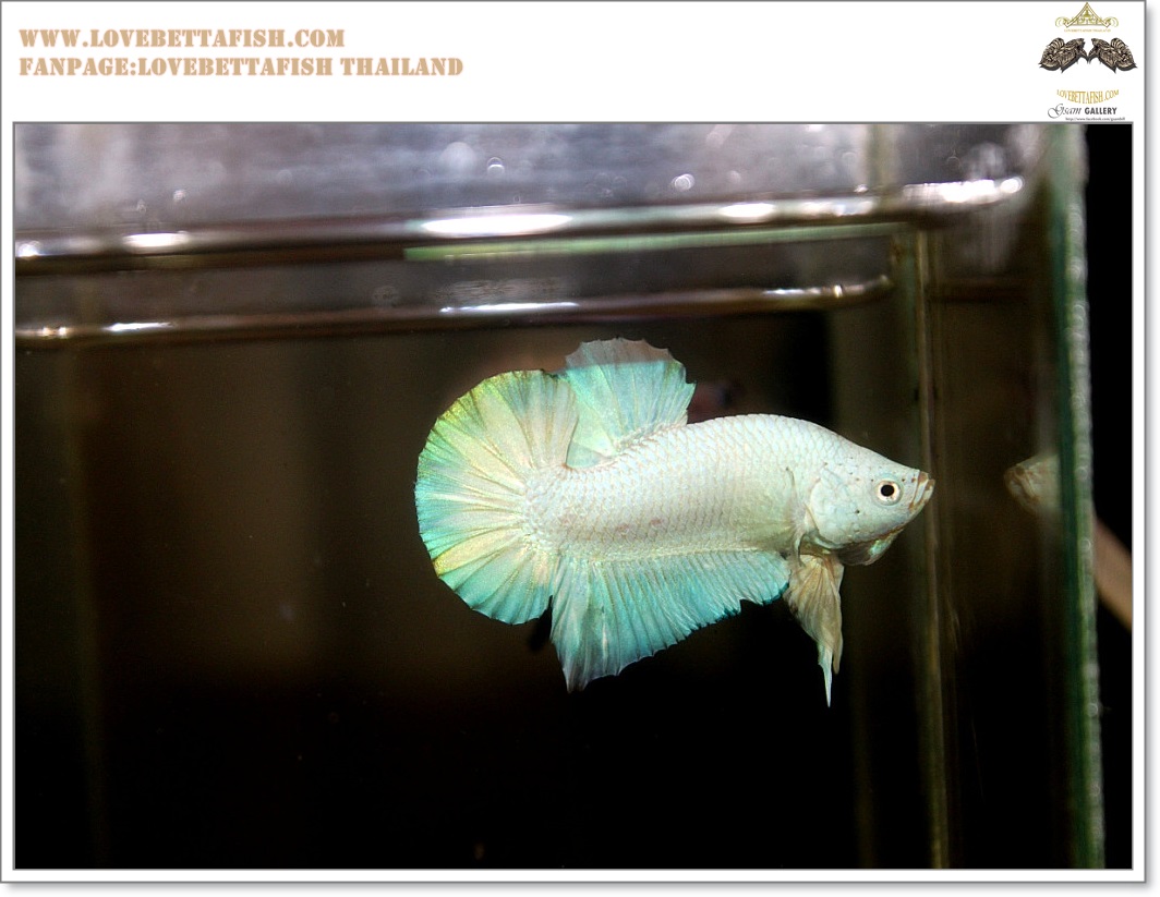 คัดเกรดปลากัดครีบสั้น-Halfmoon Plakat White Dragon