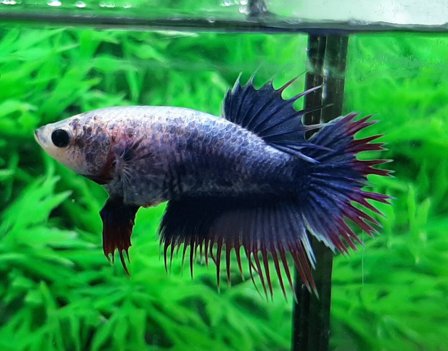 "ลายธงชาติ"ปลากัดคัดเกรดครีบยาวหางมงกุฎเพศเมีย - Female CrownTails Thailand Premium Quality Grade AAA+