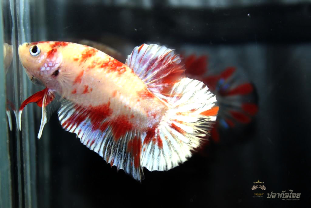 ปลากัดคัดเกรดครีบสั้น - Halfmoon Plakad Fancy Koi Quality Grade