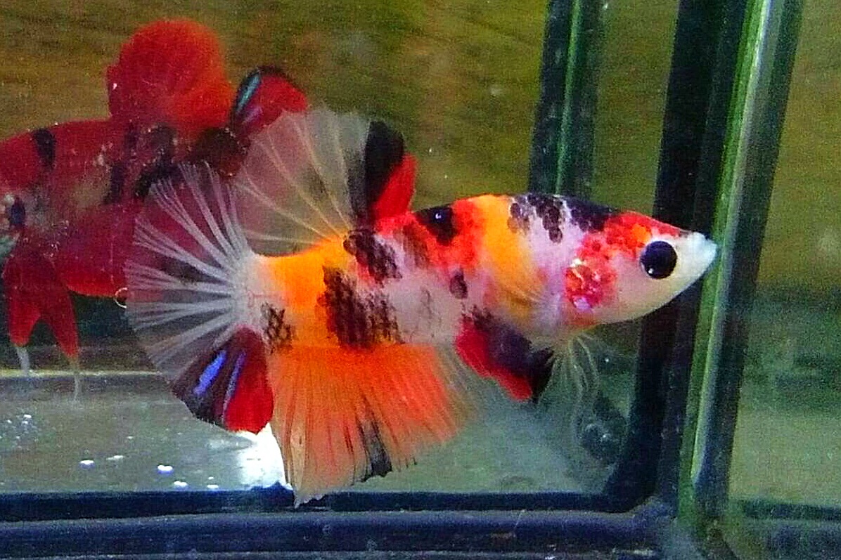 ปลากัดคัดเกรดครีบสั้นแฟนซี - Halfmoon Plakad Fancy Nemo Premium Quality Grade