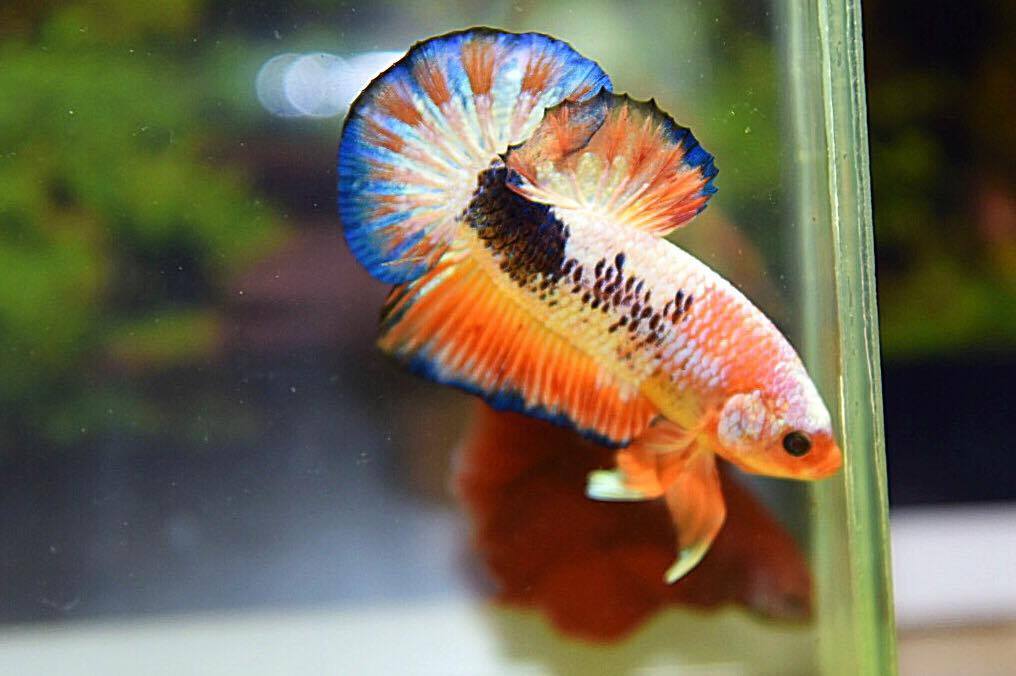 (เกรดพ่อพันธุ์)ปลากัดคัดเกรดครีบสั้น - Halfmoon Plakad Fancy Dragon Premium Quality Grade AAA+