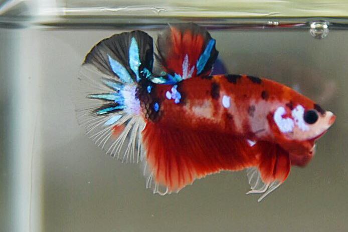 ปลากัดคัดเกรดครีบสั้น - Halfmoon Plakad Fancy Koi Premium Quality Grade