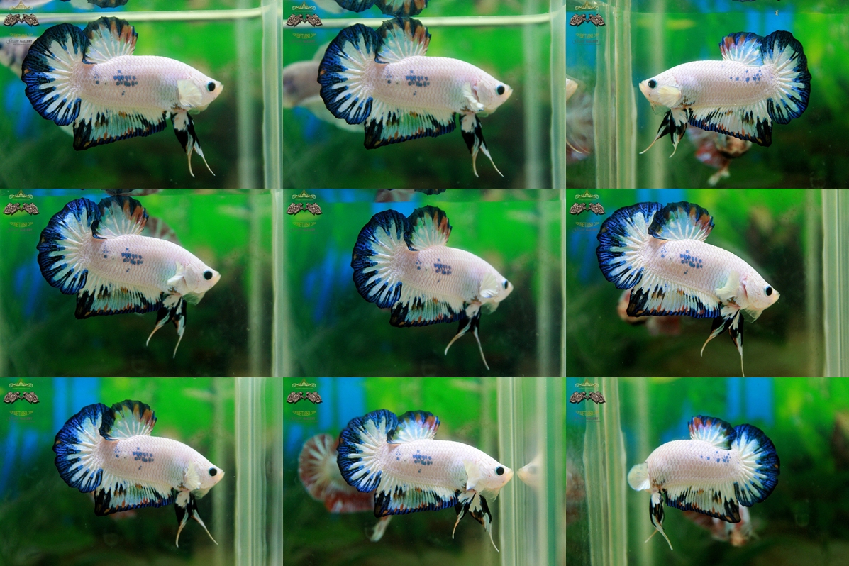 (ขายแล้วครับ)"คัดเกรด"ปลากัดครีบสั้น-Halfmoon Plakats Fancy Marble