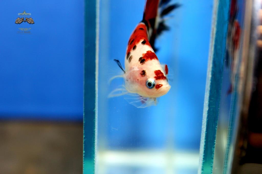 (ลายปลาคาร์พ)คัดเกรดปลากัดครีบสั้น-Halfmoon Plakad Premium Quality Grade Fancy Koi (เกรด AAA+)