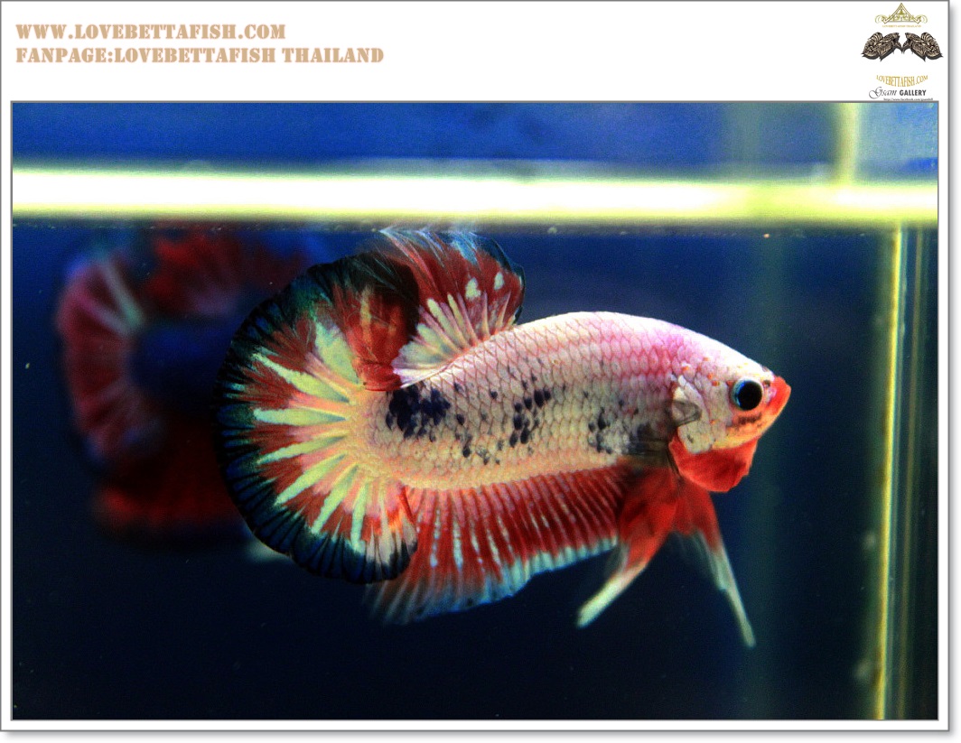 คัดเกรดปลากัดครีบสั้น-Hi- Qaulity Halfmoon Plakat Fancy Sweet Dragon Over Tails Quality Grade