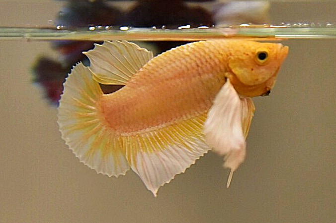 “หูใหญ่มากหูเป็นพวง”ปลากัดคัดเกรดครีบสั้นหูช้าง - Halfmoon Plakad Big Ear Premium Quality Grade AAA+