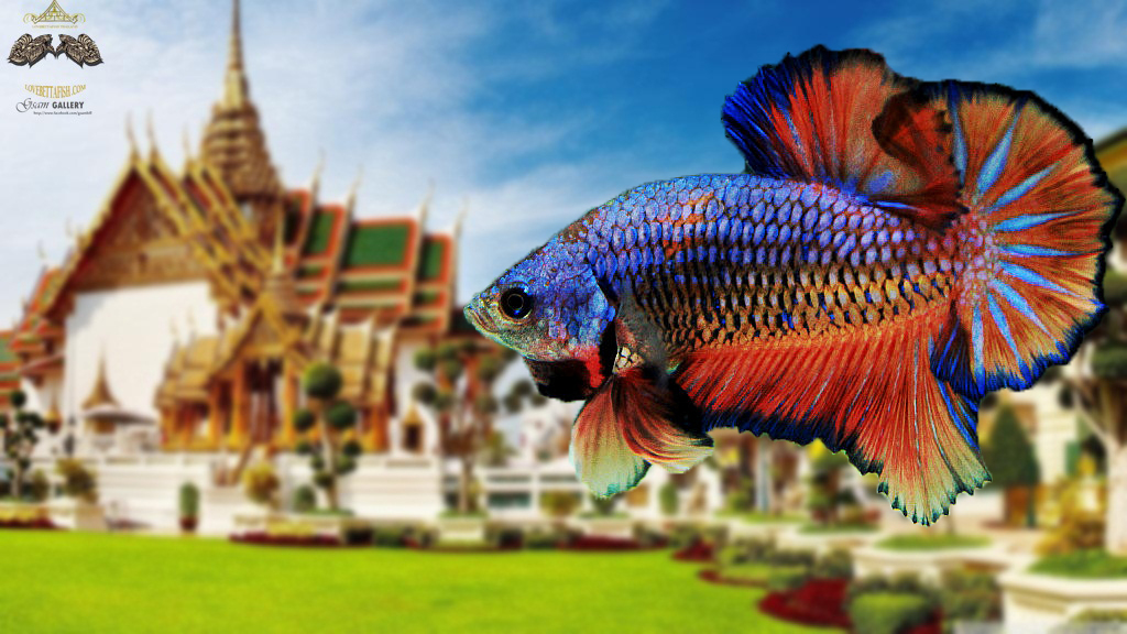 (ขายแล้วครับ)"คัดเกรด"ปลากัดครีบสั้น-Halfmoon Plakats Fancy Rose Tails