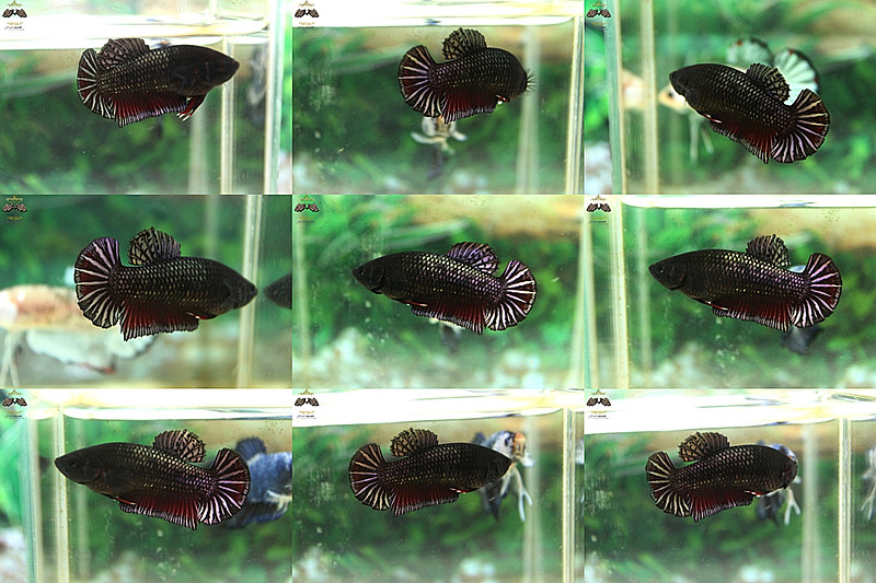 (ขายแล้วครับ)"คัดเกรด"ปลากัดครีบสั้นตัวเมีย-Female Halfmoon Plakats Copper