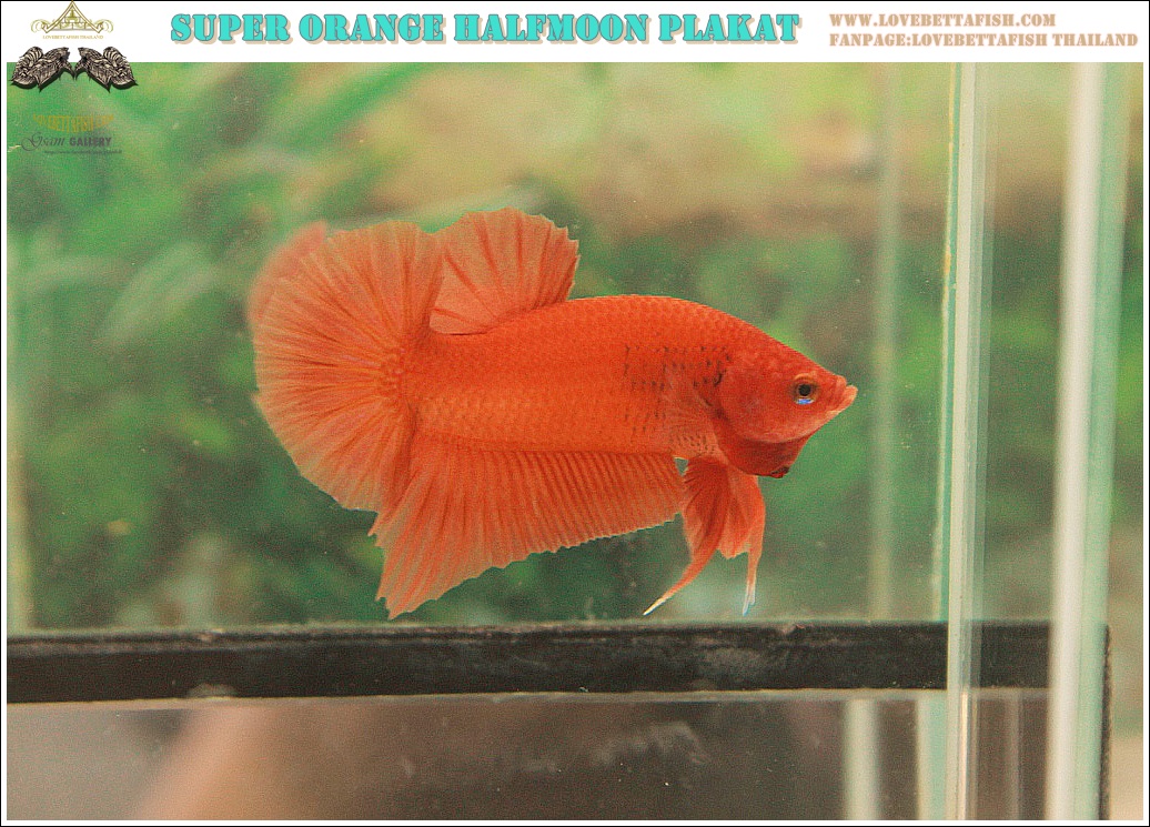 (ขายแล้วครับ)"คัดเกรด"ปลากัดครีบสั้น-Halfmoon Plakats Super Orange Grade A
