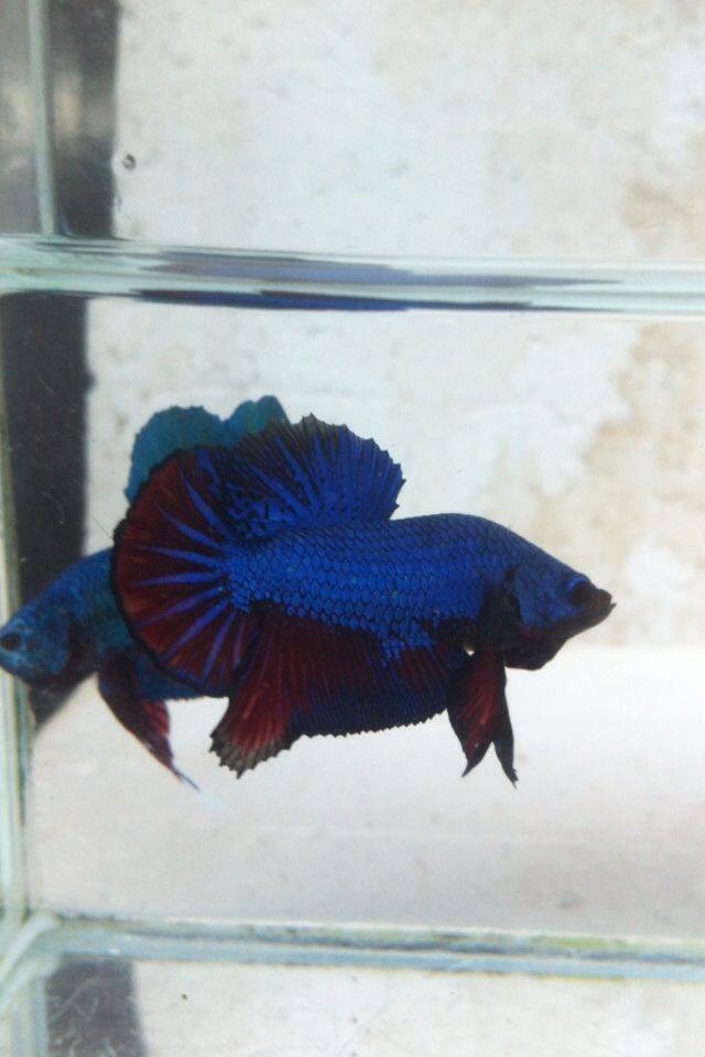 ปลากัดคัดเกรดครีบสั้น - Halfmoon Plakad Fancy Dragon Quality Grade