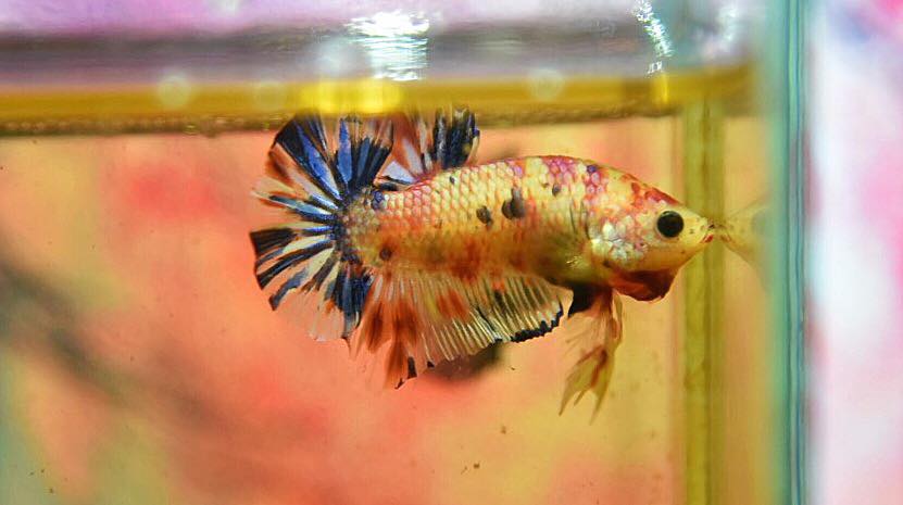 ปลากัดคัดเกรดครีบสั้น - Halfmoon Plakad Facny Koi Premium Quality Grade