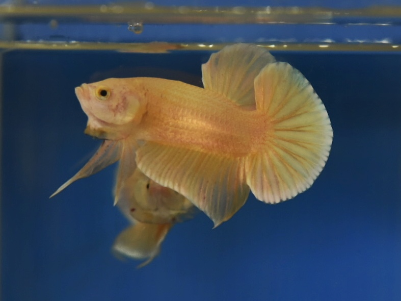 ปลากัดคัดเกรดครีบสั้น - Halfmoon Plakad Super Gold Premium Quality Grade