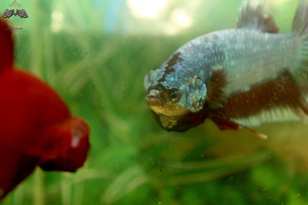 (ขายแล้วครับ)"คัดเกรด"ปลากัดยักษ์ครีบสั้น-Giant Halfmoon Plakats Fancy Salamander