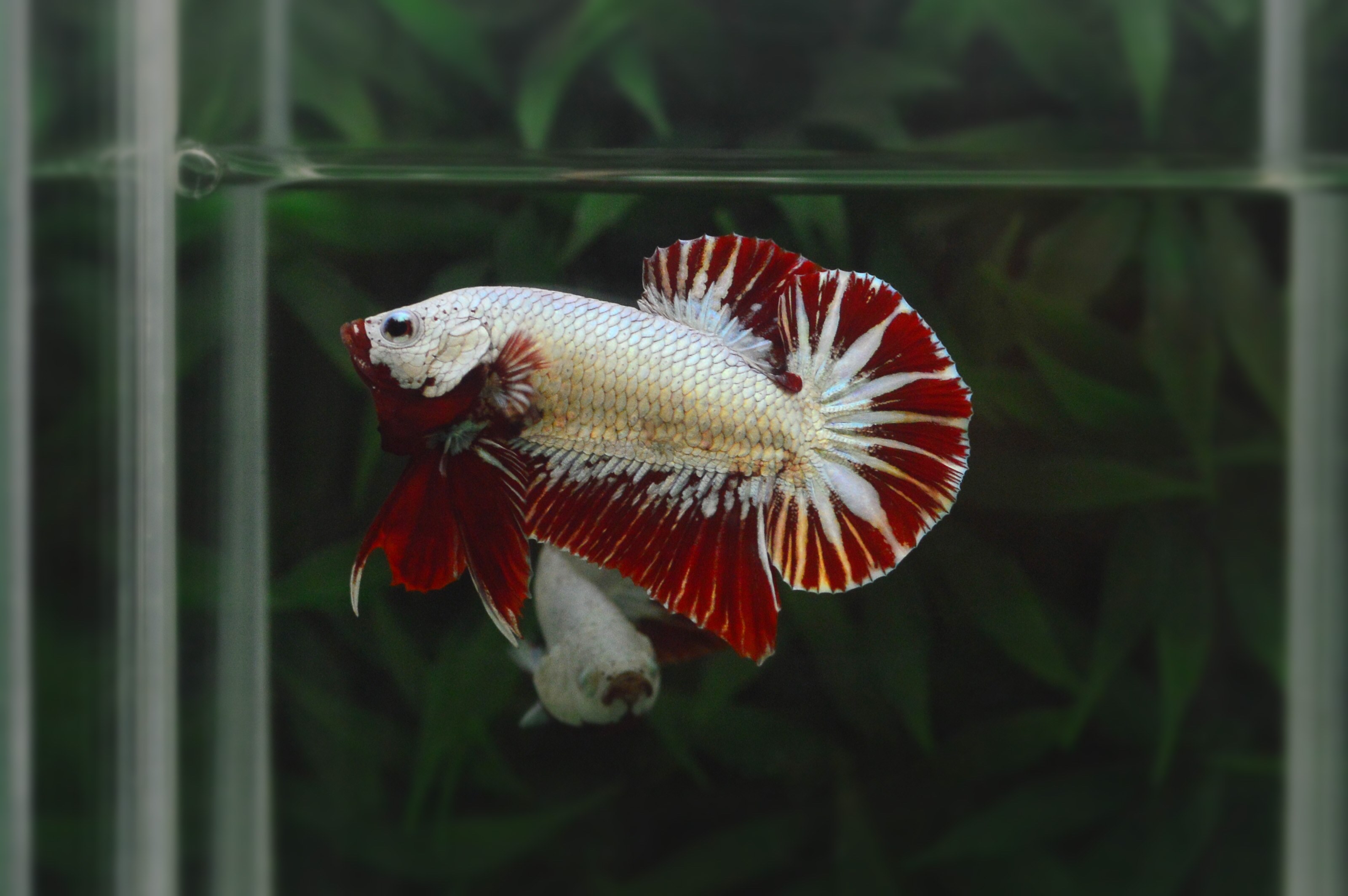 ปลากัดคัดเกรดครีบสั้นมังกรแดง - Halfmoon Plakad Red Dragon Premium Quality Grade