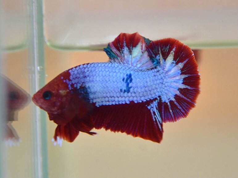 ปลากัดคัดเกรดครีบสั้น - Halfmoon Plakad Fancy Dragon Premium Quality Grade
