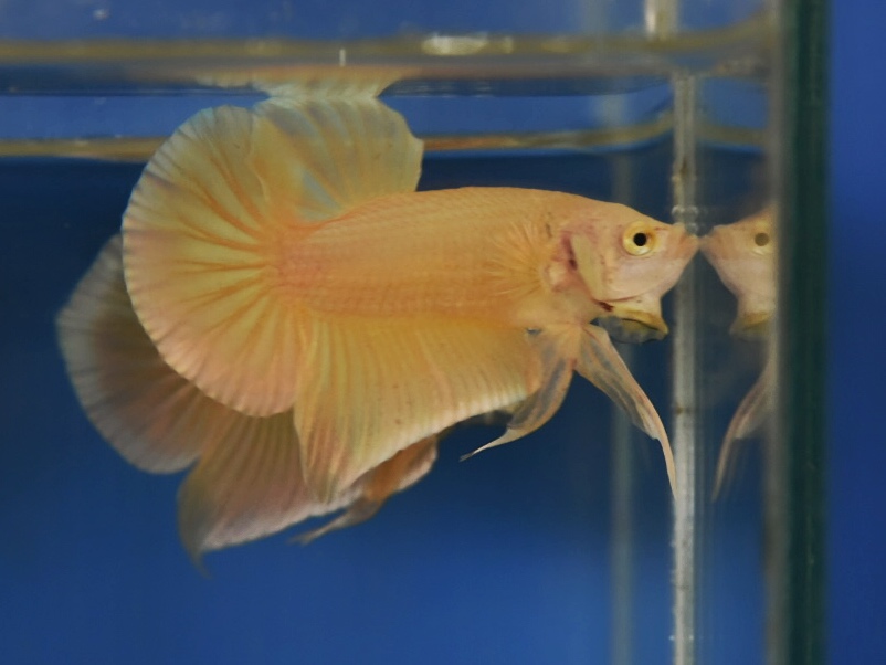 ปลากัดคัดเกรดครีบสั้น - Halfmoon Plakad Super Gold Premium Quality Grade