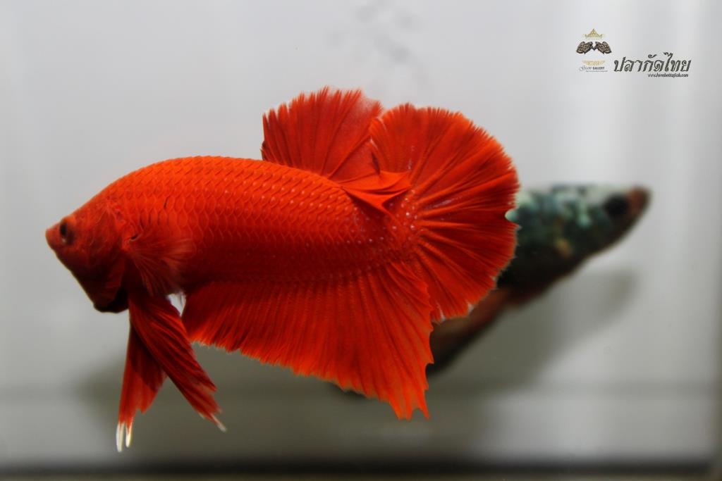 ปลากัดคัดเกรดครีบสั้น - Halfmoon Plakad Super Red Quality Grade