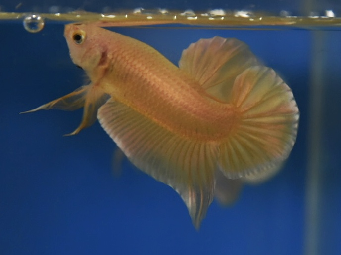 ปลากัดคัดเกรดครีบสั้น - Halfmoon Plakad Super Gold Premium Quality Grade