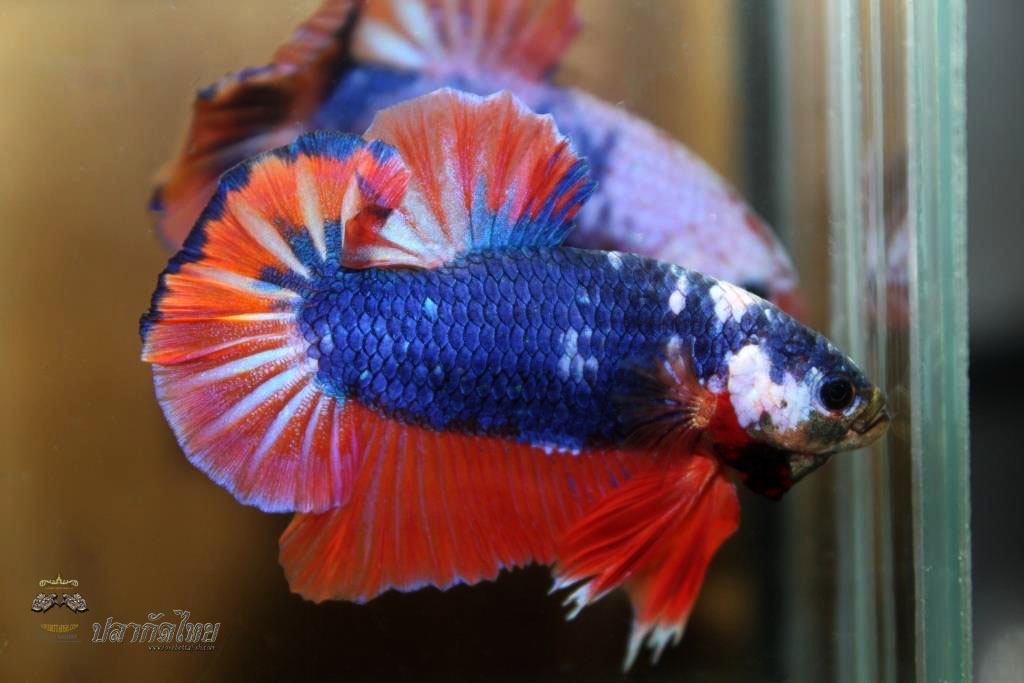 ปลาใหญาขนาดเกือบ 1.8-1.9 นิ้ว ปลากัดคัดเกรดครีบ - Halfmoon Plakad Fancy Orange Mustrad Premium Quality Grade
