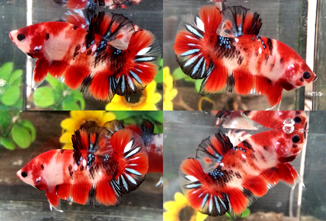 "Koi" ปลากัดคัดเกรดครีบสั้น - Halfmoon Plakad Fancy Koi Premium Quality Grade