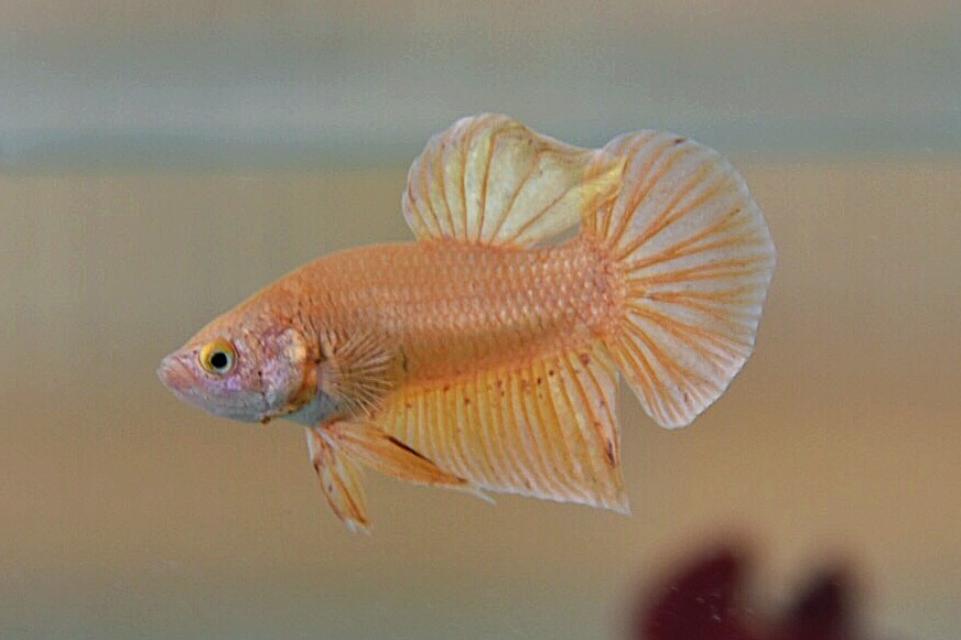 ปลากัดคัดเกรดครีบสั้น - Halfmoon Plakad Gold Quality Grade