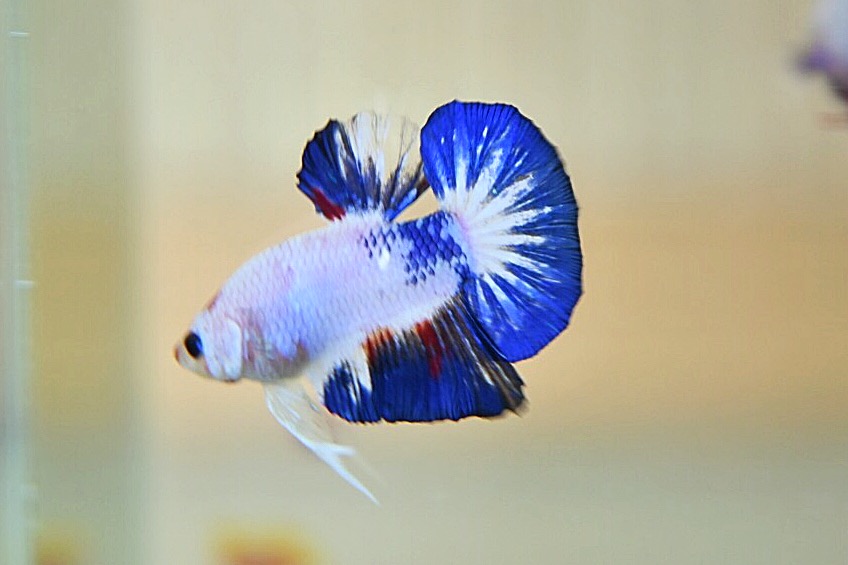 ปลากัดคัดเกรดครีบสั้น - Halfmoon Plakad Fancy Dragon Quality Grade
