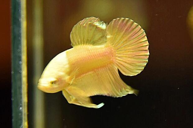 "ปลากัดสีทอง Super Gold" ปลากัดคัดเกรดครีบสั้น - Halfmoon Plakad Super Gold Quality Grade
