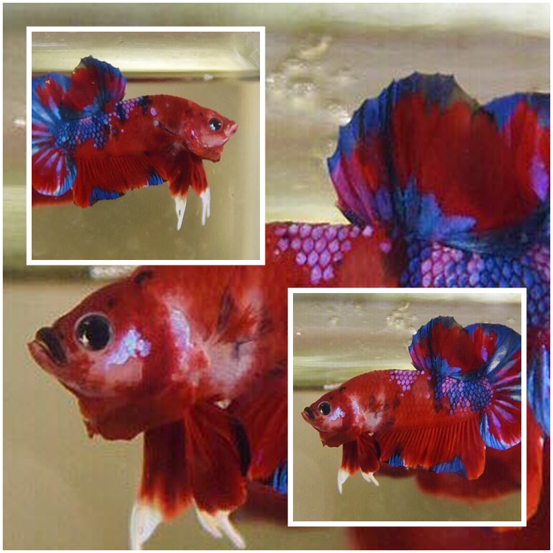 "แฟนซีโค่ยกาแลคซี่" ปลากัดคัดเกรดครีบสั้น - Halfmoon Plakad Fancy Koi Galaxy Premium Quality Grade