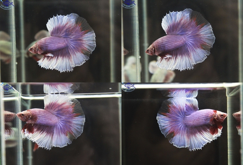 (ขายแล้วครับ)"คัดเกรด"ปลากัดครีบยาว-Halfmoon Fancy Lavender