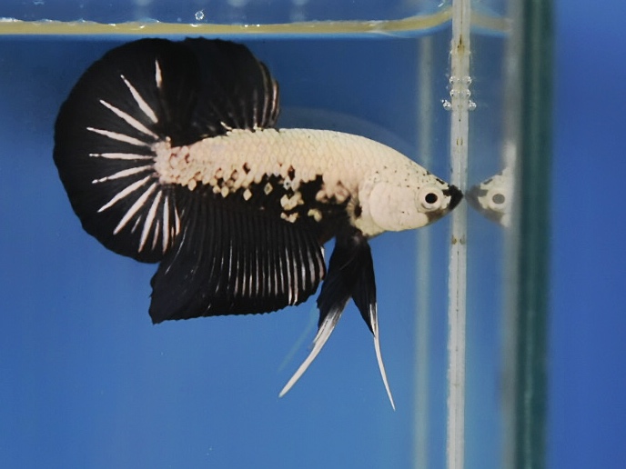 'ปลาวัยรุ่นอนาคตไกล' ปลากัดคัดเกรดครีบสั้น - Halfmoon Plakad Black Samurai Premium Quality Grade