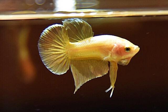 "ปลากัดสีทอง Super Gold" ปลากัดคัดเกรดครีบสั้น - Halfmoon Plakad Super Gold Quality Grade