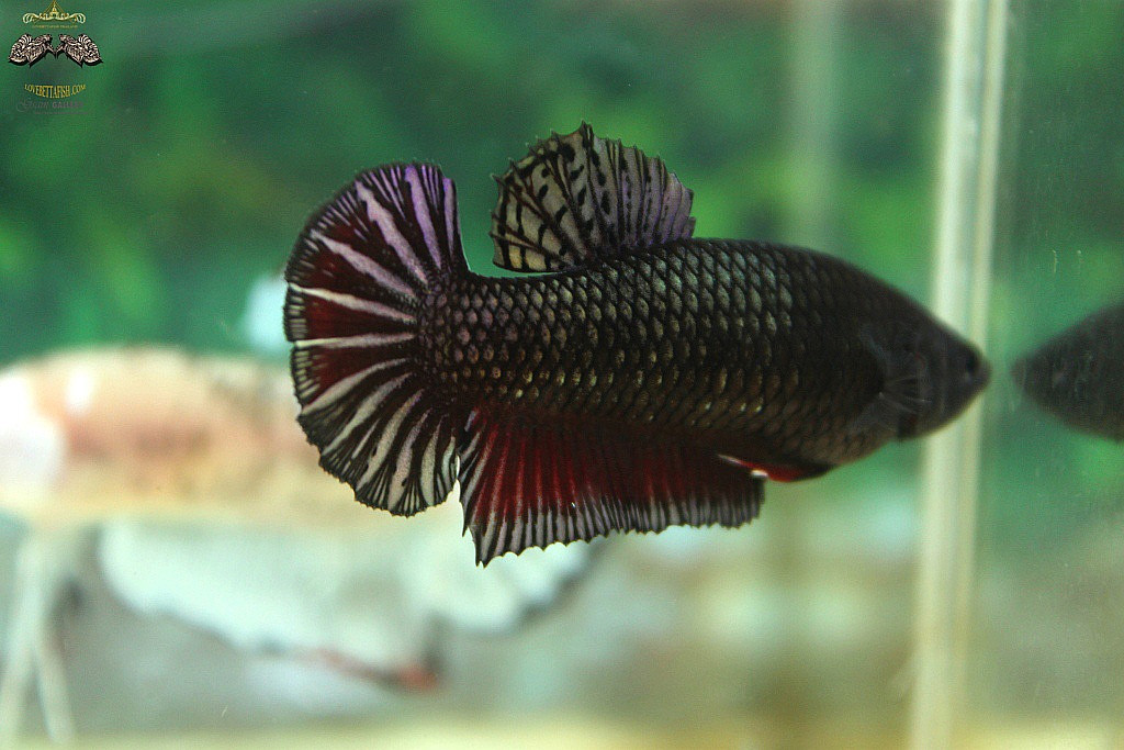 (ขายแล้วครับ)"คัดเกรด"ปลากัดครีบสั้นตัวเมีย-Female Halfmoon Plakats Copper